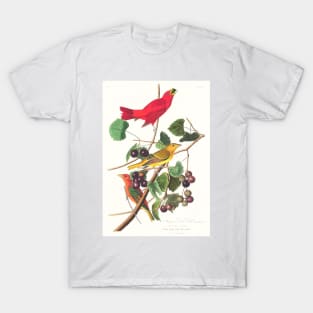 Summer Red Bird from Birds of America (1827) T-Shirt